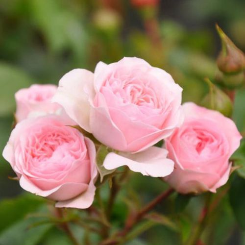Rosa Larissa® - roz - Trandafir copac cu trunchi înalt - cu flori tip trandafiri englezești - coroană curgătoare